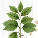 Gimnema Sylvestre